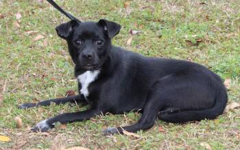 Chihuahua and Pug Dogs Available for Adoption - Sweet Wheat 43036 | PetCurious