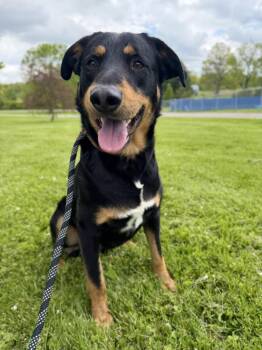 Rottweiler Dogs Available for Adoption in Wooster, Ohio - Blaze  | PetCurious