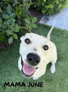 Stone (green collar) -  Mixed Breed Dog Available for Adoption in Manhattan Beach, California - Stone (green Collar) | PetCurious