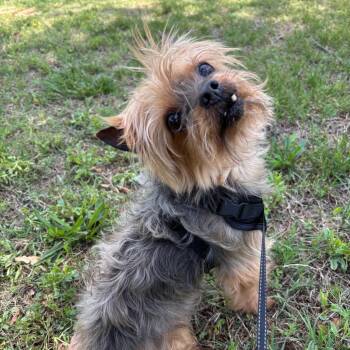 Yorkshire Terrier Dogs Available for Adoption in Roxboro, North Carolina - Manny | PetCurious