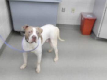 STURDY -  Boxer and Mixed Breed Dog for Adoption in Omaha, Nebraska - STURDY | PetCurious