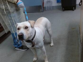 BENNY -  Labrador Retriever and Mixed Breed Dog for Adoption in Salinas, California - BENNY | PetCurious