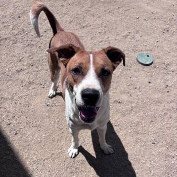 Harry -  Pit Bull Terrier Dog for Adoption in Incline Village, Nevada - Harry | PetCurious