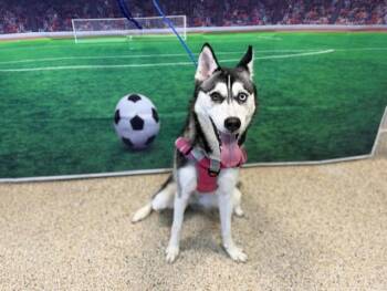 TALLY -  Siberian Husky Dog for Adoption in Doral, Florida - TALLY | PetCurious