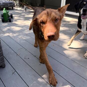 Gilbert -  Mixed Breed Dog for Adoption in Buffalo, Minnesota - Gilbert | PetCurious
