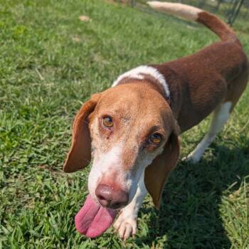 Rescue Beagle Dogs for Adoption in Nowata, Oklahoma - Clark | PetCurious