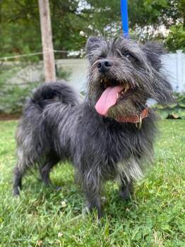 Smidge -  Chihuahua and Shih Tzu Dog for Adoption in Fall River, Massachusetts - Smidge | PetCurious