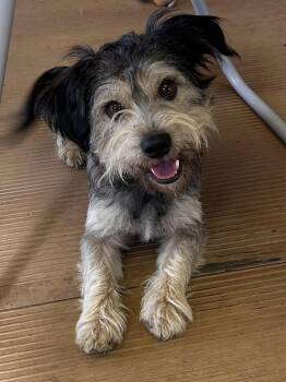 BORIS -  Cairn Terrier and Border Terrier Dog for Adoption in Rossford, Ohio - BORIS | PetCurious