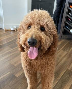 Goldendoodle Dogs Available for Adoption - Kenchi | PetCurious