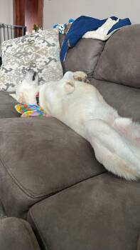 German Shepherd Dog Dogs Available for Adoption - Trooper | PetCurious