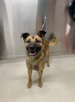 MOOSE -  Belgian Shepherd Malinois and Husky Dog for Adoption in Fairbanks, Alaska - MOOSE | PetCurious