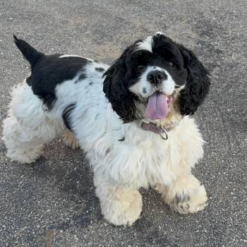 Winnie -  Cocker Spaniel Dog for Adoption in Pelham, New Hampshire - Winnie | PetCurious