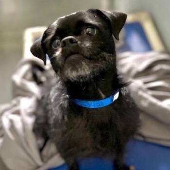 Cosmo -  Pug and Terrier Dog Available for Adoption in Las Vegas, Nevada - Cosmo | PetCurious