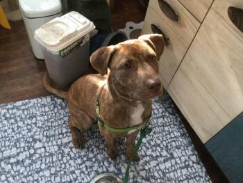 Labrador Retriever and Pit Bull Terrier Dogs Available for Adoption in Shiloh, Illinois - Raya | PetCurious