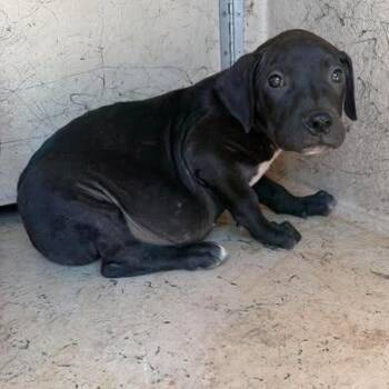 Morgan 26-05-169 -  American Staffordshire Terrier Dog for Adoption in Bastrop, Texas - Morgan 26-05-169 | PetCurious