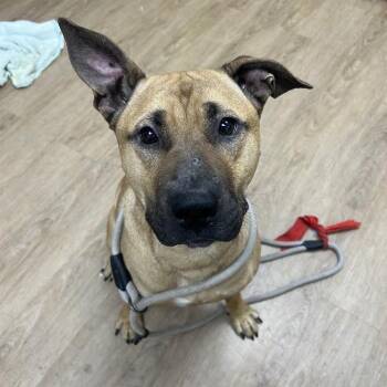 Chief -  Pit Bull Terrier and Mixed Breed Dog for Adoption in Lyndhurst, Virginia - Chief | PetCurious