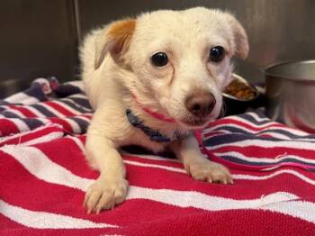A553731 -  Chihuahua and Mixed Breed Dog for Adoption in Moreno Valley, California - A553731 | PetCurious
