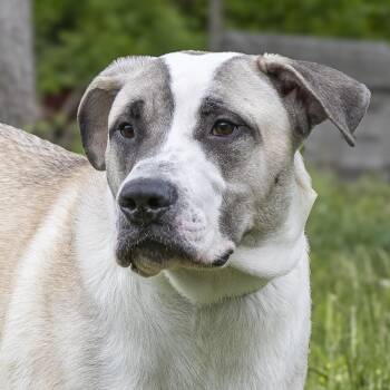 Bull Terrier Dogs Available for Adoption in Stroudsburg, Pennsylvania - Theodore | PetCurious