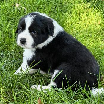 Penny -  Great Pyrenees and Anatolian Shepherd Dog for Adoption in Albuquerque, New Mexico - Penny | PetCurious