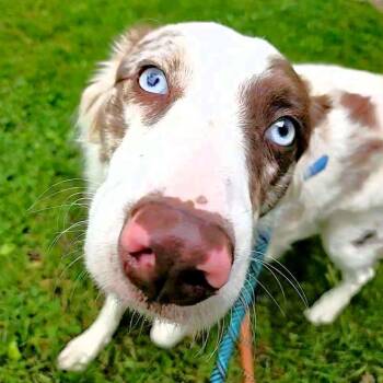 Collie Dogs Available for Adoption in Michigan City, Indiana - Suki | PetCurious