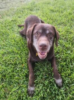 Rescue Labrador Retriever Dogs for Adoption in Pasadena, California - ALLEN | PetCurious
