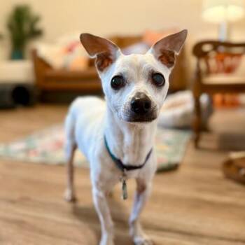 Monsieur Mozzarella Bunke -  Chihuahua and Mixed Breed Dog for Adoption in Friendswood, Texas - Monsieur Mozzarella Bunke | PetCurious