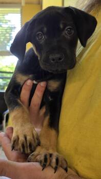 Mixed Breed Dogs Available for Adoption - Moe 7945 | PetCurious