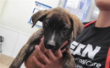 CRITTER -  Pit Bull Terrier and Mixed Breed Dog for Adoption in Albuquerque, New Mexico - CRITTER | PetCurious
