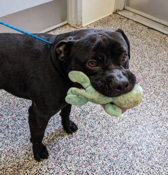 Clyde -  American Staffordshire Terrier Dog for Adoption in Tiffin, Ohio - Clyde | PetCurious
