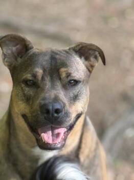 Rescue American Staffordshire Terrier Dogs for Adoption in Bryson City, North Carolina - Apollo | PetCurious