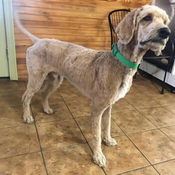 Moose -  Poodle Dog for Adoption in Crystal Springs, Mississippi - Moose | PetCurious
