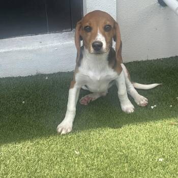 ?LH6 1866 -  Beagle Dog for Adoption in Loxahatchee Groves, Florida - ?LH6 1866 | PetCurious