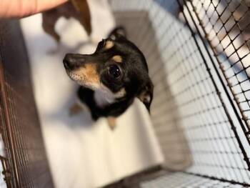 BOBBY -  Chihuahua Dog for Adoption in Doral, Florida - BOBBY | PetCurious
