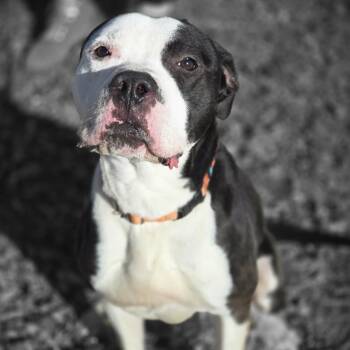 American Bulldog Dogs Available for Adoption - Zeus | PetCurious