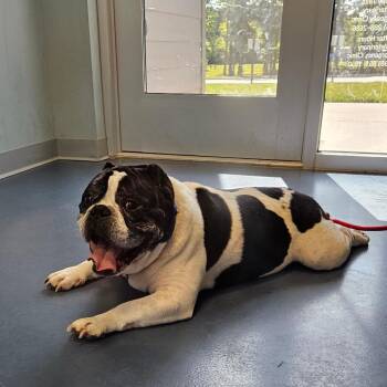 Bowlero -  English Bulldog Dog for Adoption in Greensboro, North Carolina - Bowlero | PetCurious