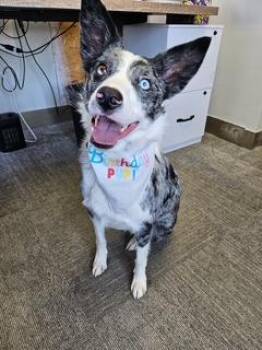 Rescue Border Collie and Australian Cattle Dog Blue Heeler Dogs for Adoption in Clinton, Utah - Zoe | PetCurious