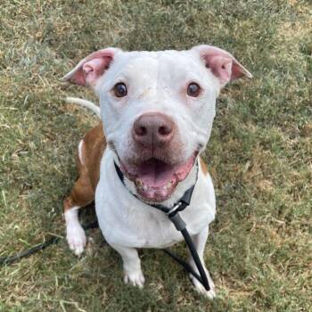 Zeus -  Mixed Breed Dog for Adoption in Chattanooga, Tennessee - Zeus | PetCurious