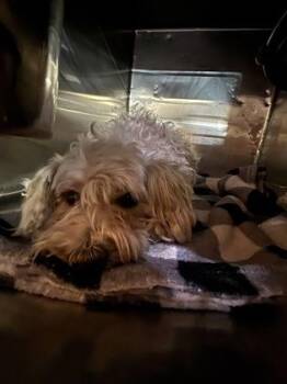 61593438 -  Miniature Poodle and Mixed Breed Dog for Adoption in El Paso, Texas - 61593438 | PetCurious