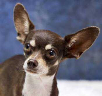 Rescue Chihuahua Dogs for Adoption in Casa Grande, Arizona - Zip | PetCurious