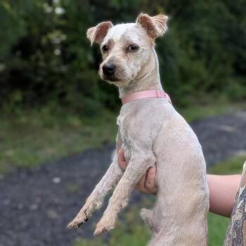 Hugo-James 08-1106 -  Poodle and Cairn Terrier Dog for Adoption in Covington, Georgia - Hugo-James 08-1106 | PetCurious