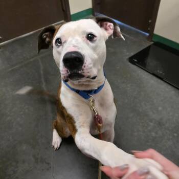 Rescue Pit Bull Terrier Dogs for Adoption in Springfield, Missouri - Hayden (Hank) | PetCurious