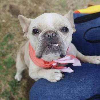 French Bulldog Dogs Available for Adoption in San Antonio, Texas - AMBER | PetCurious