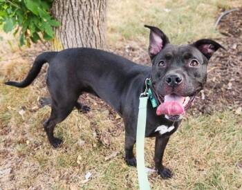 GLIMMER -  Pit Bull Terrier and Mixed Breed Dog for Adoption in Minneapolis, Minnesota - GLIMMER | PetCurious