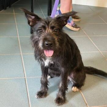 Windex -  Terrier and Schnauzer Dog for Adoption in Nashville, Tennessee - Windex | PetCurious