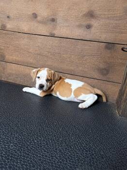 Dixie -  Pit Bull Terrier Dog for Adoption in Carmel Hamlet, New York - Dixie | PetCurious