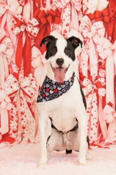 Pit Bull Terrier Dogs Available for Adoption - Toad | PetCurious