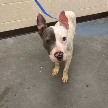 Mixed Breed Dogs Available for Adoption - Bella | PetCurious