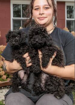 Rescue Poodle Dogs for Adoption in Chester Springs, Pennsylvania - Balthazar And Paisley | PetCurious