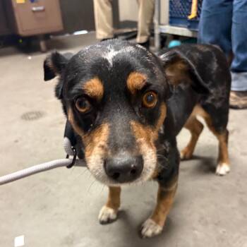 Hancho -  Chihuahua and Mixed Breed Dog for Adoption in Yuma, Arizona - Hancho | PetCurious
