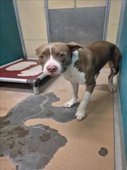 Rescue Staffordshire Bull Terrier and Mixed Breed Dogs for Adoption in Texas City, Texas - A042048 | PetCurious